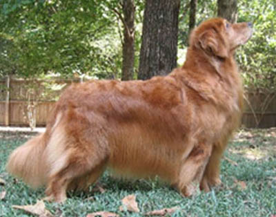 CH Goldenwind Hailstorm BVISS Hailey