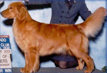 crescent golden retrievers foundation bitch hailey