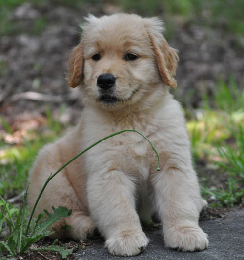 crescent golden retriever puppy