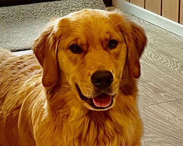 golden retriever Crescent Oh the Places You'll Go! aka bixby