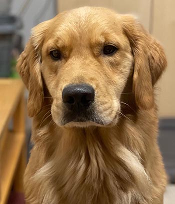 crescent goldens Crescent Oh the Places You'll Go! bixby