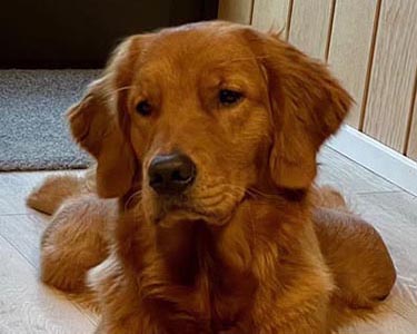 golden retriever Crescent's Up Up And Away aka Munchkin