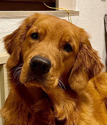  Crescent's Up Up And Away aka munchkin