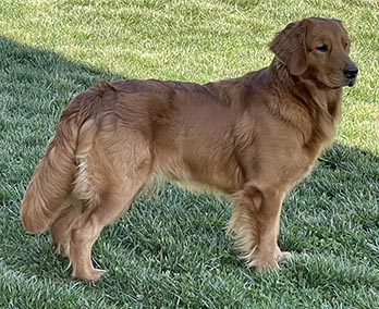 Crescent's Up Up And Away aka munchkin