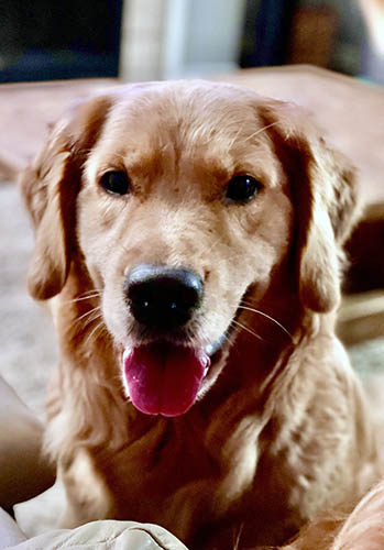 bixby the mom for crescent goldens litter with calvin
