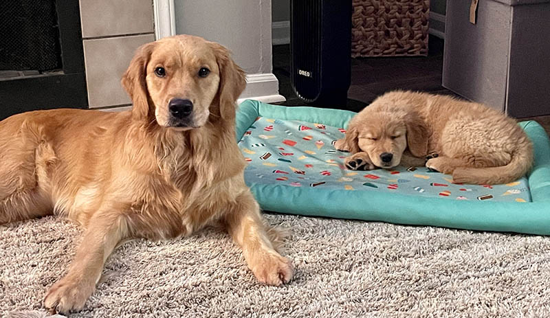 crescent goldens dam bixby and her puppy