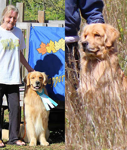 calvin sire for crescent goldens litter with bixby