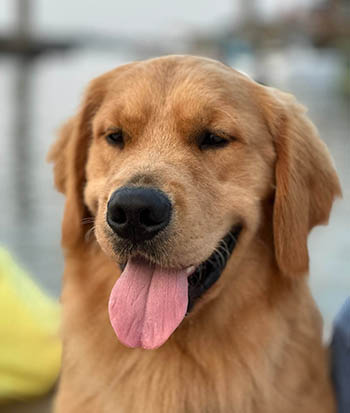 Crescent Golden Retriever puppies