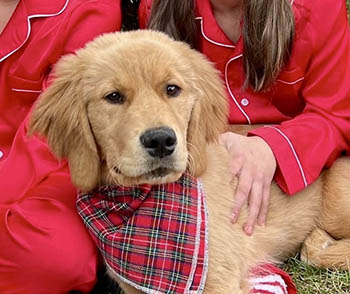 Crescent Golden Retriever puppies