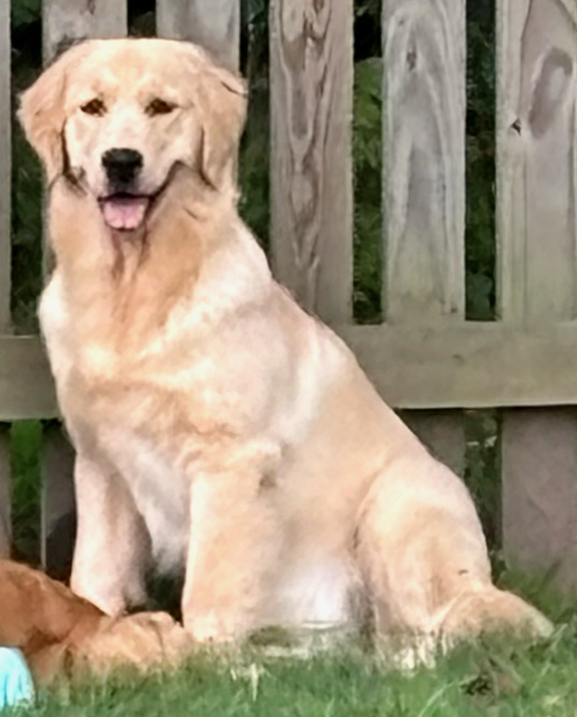 crescent goldens puppy jolene