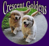 crescent golden retriever puppies